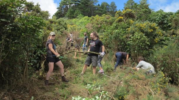 Volunteers clearing weeds and gorse on a hillside at Birdwood Reserve